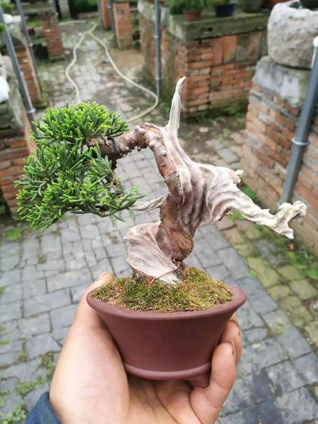 舍利干虽美,形成却残酷,向你展示舍利干盆景艰辛形成历程!