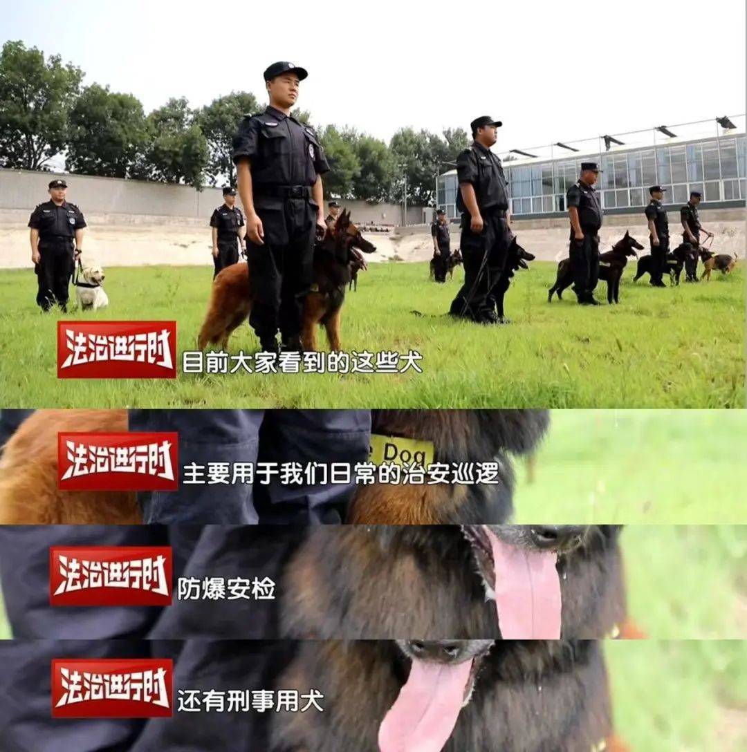 广州警犬训练基地图片