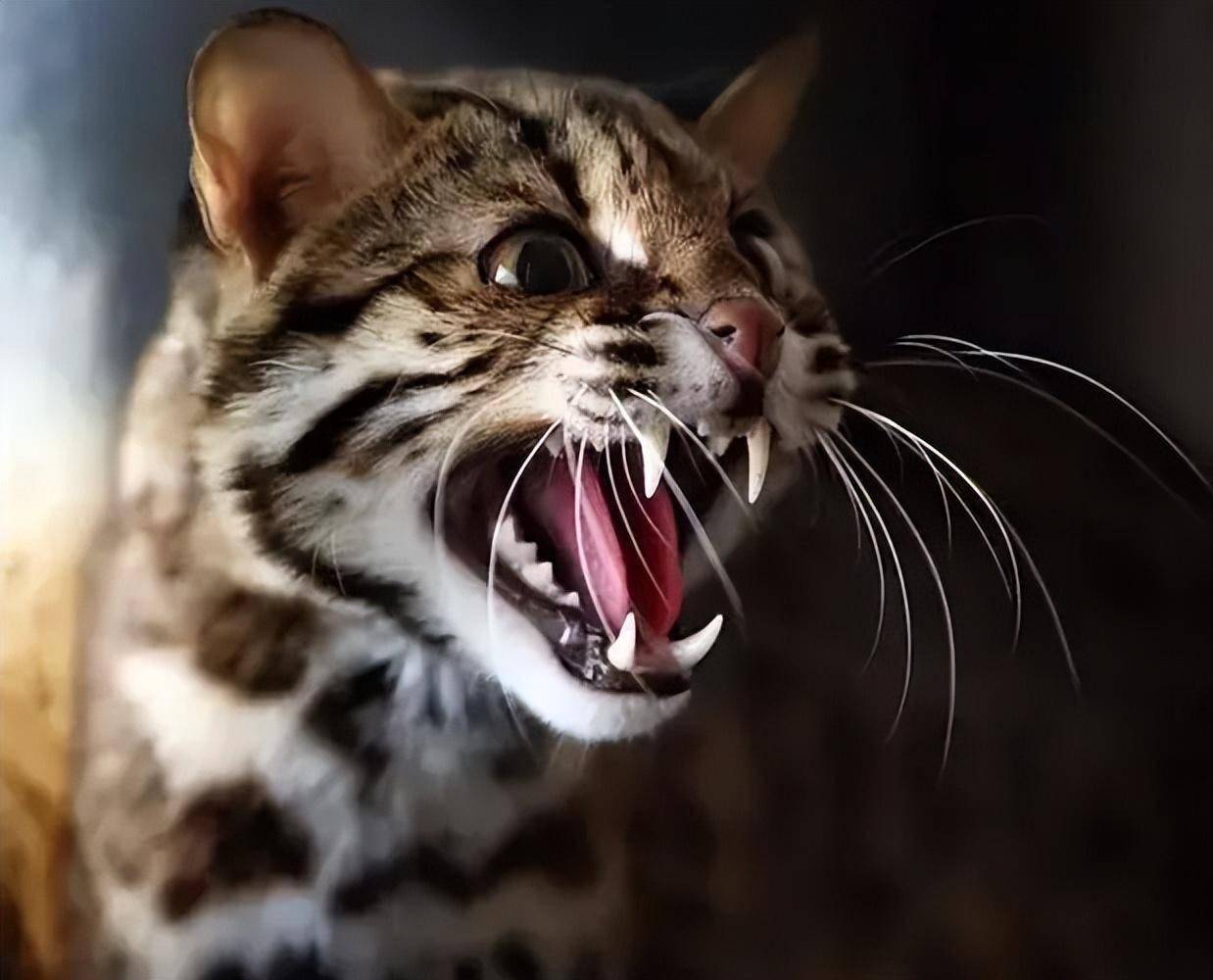 黑龙江村民清理秸秆堆时,发现一窝"山狸子",外表可爱性情凶猛