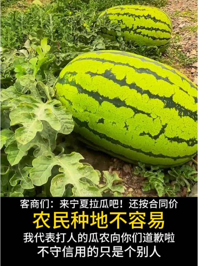 宁夏瓜农道歉引热议!客商们别怕,快来拉瓜,价格公道有保障!_打人_产业_事件