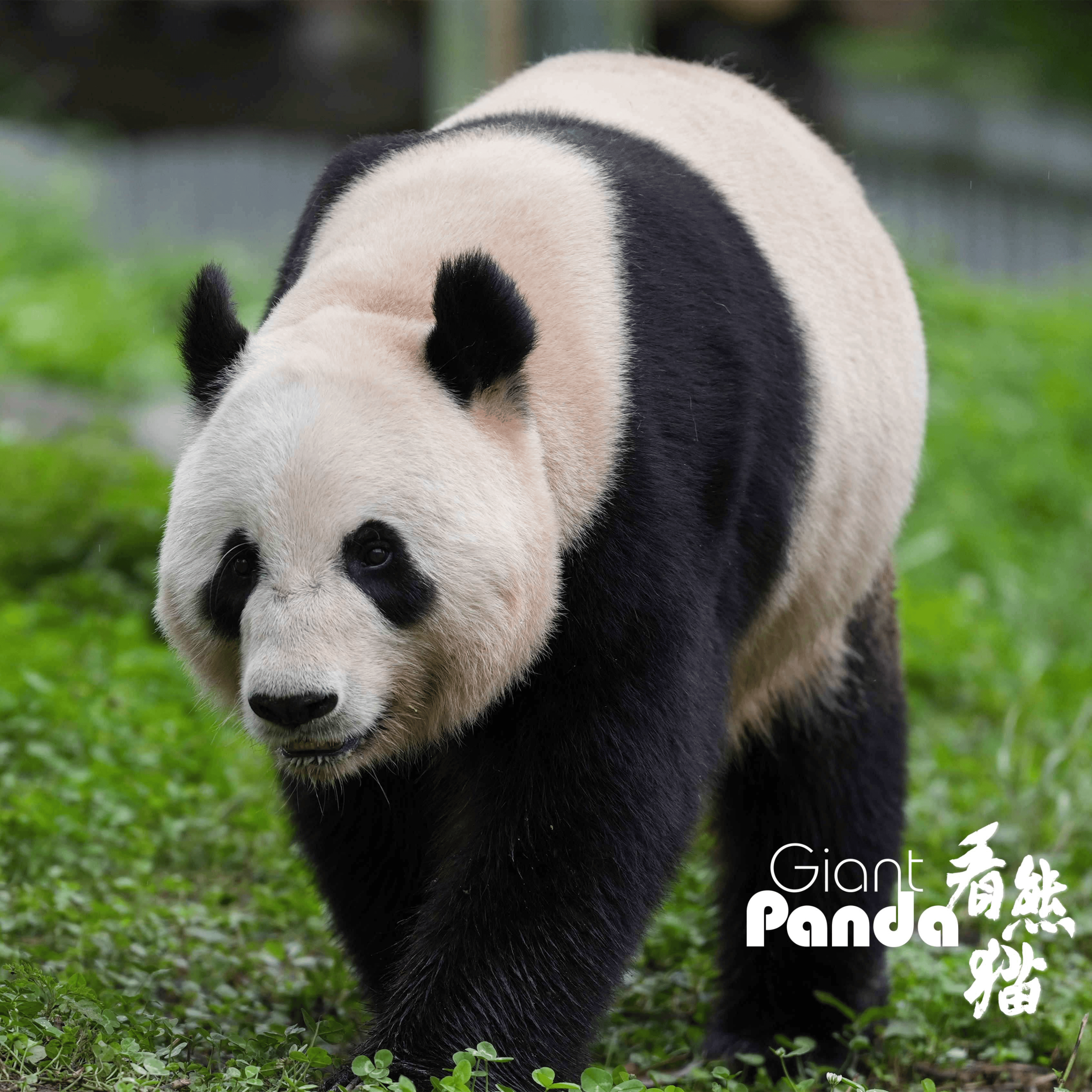 每周一只猫|"放养式带娃的妈妈":大熊猫"淑琴"