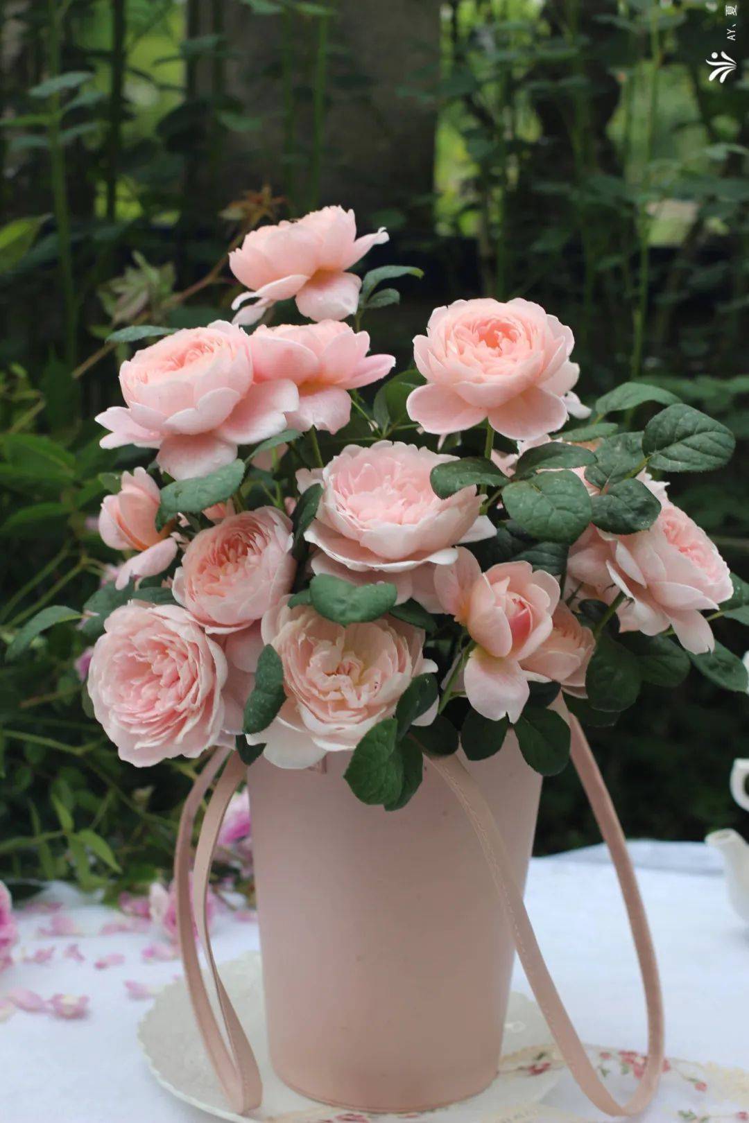 今年的最美月季,被他们种出来了!_品种_女王_瑞典