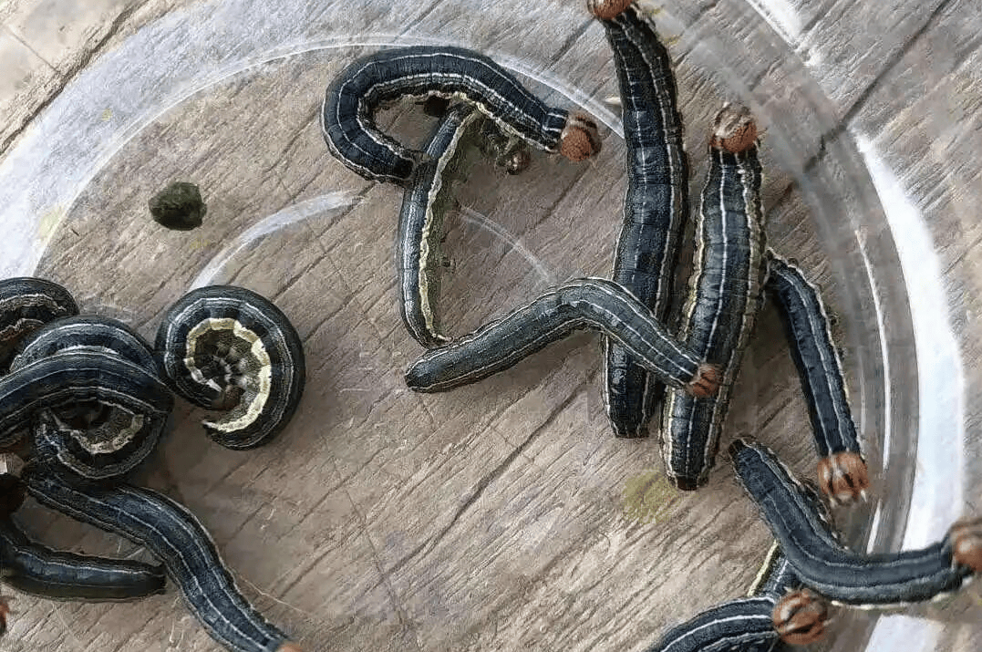 园林植保丨夏季青虫的防治