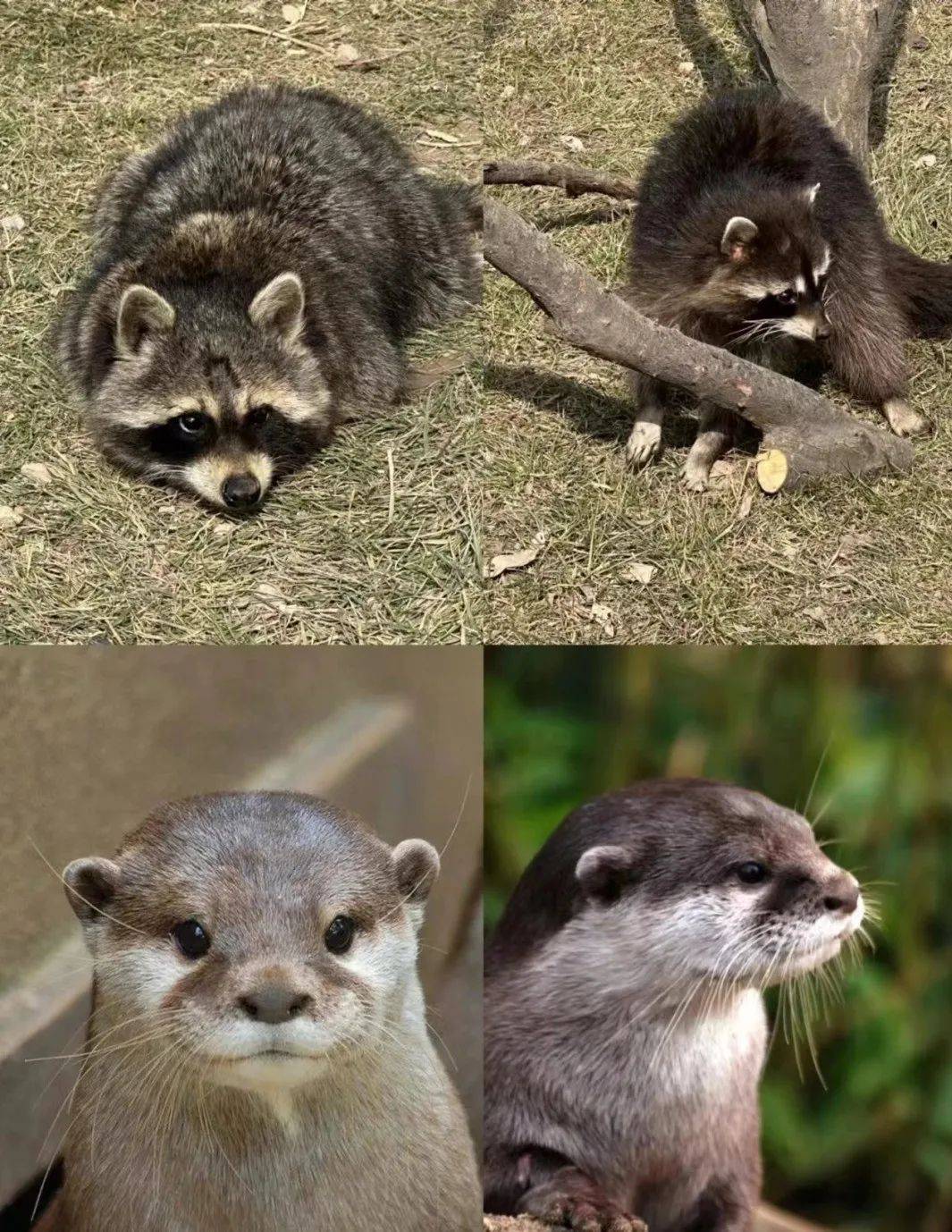 红鼻子乐园已经是next level啦!