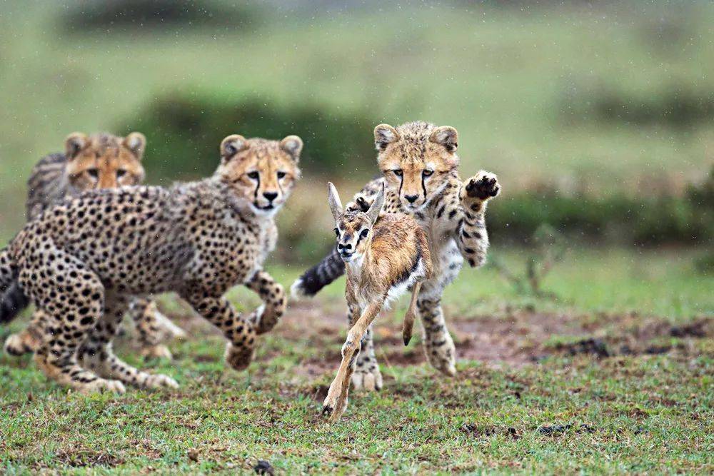 非洲大草原上的"短跑冠军" | 奥运陪伴计划