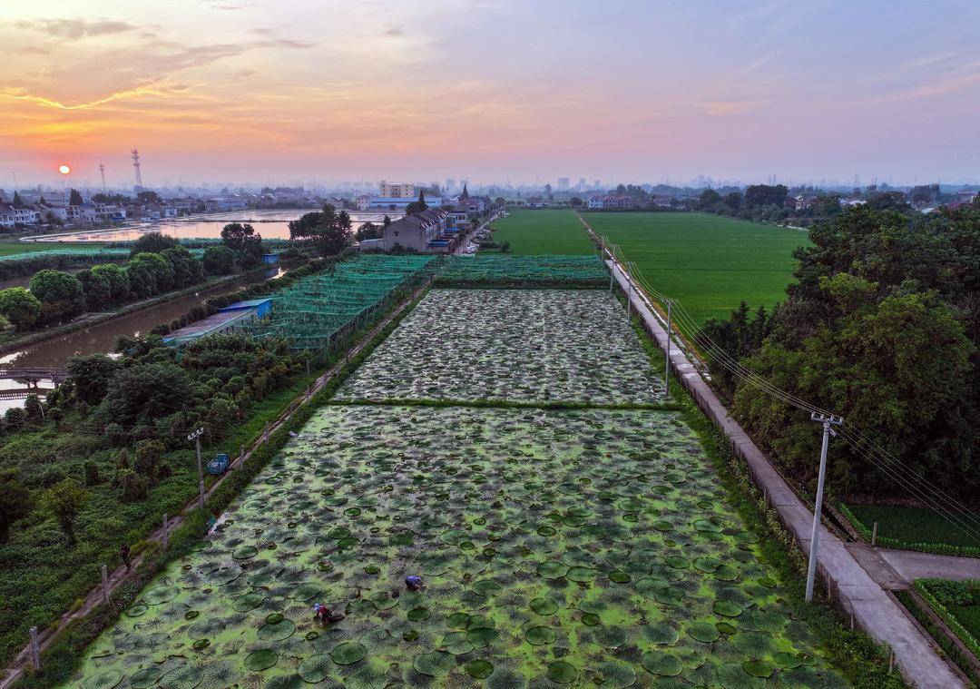 组图|芡实采收忙_靖江_进行_东兴镇