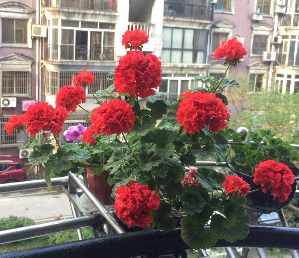 这"4种花",一年四季开花,非常好养活,非常"爱开花"