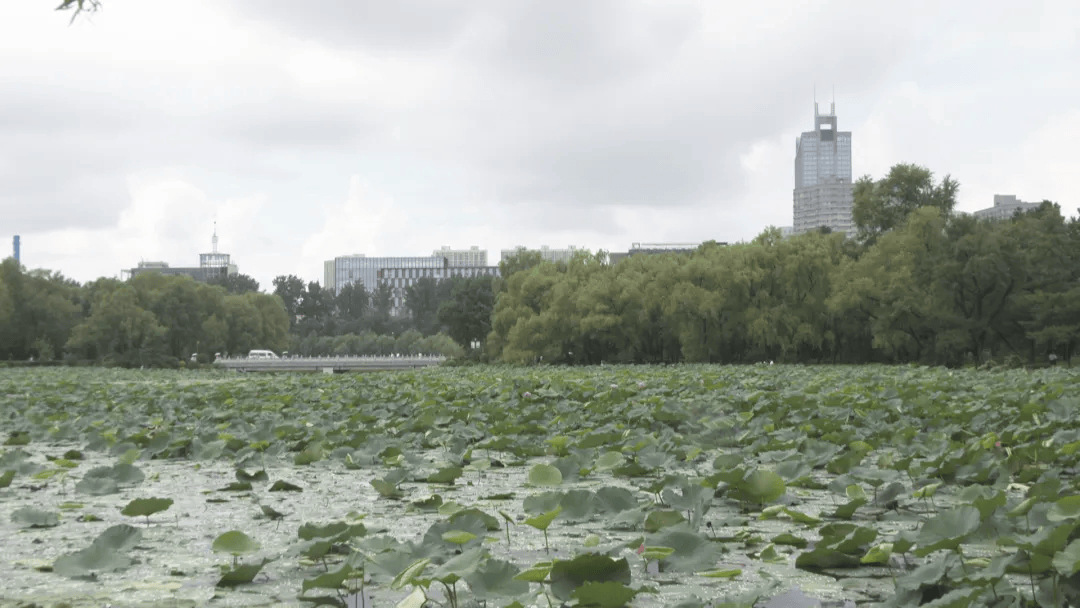 南湖公园荷花开放:接天莲叶3万余株 花期约至9月初