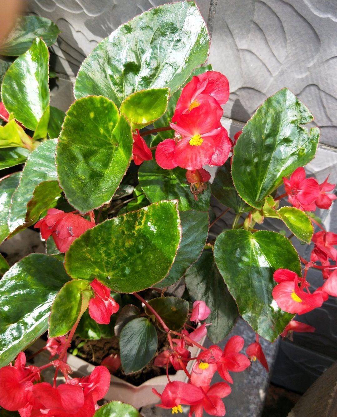 这"4种花",一年四季开花,非常好养活,非常"爱开花"