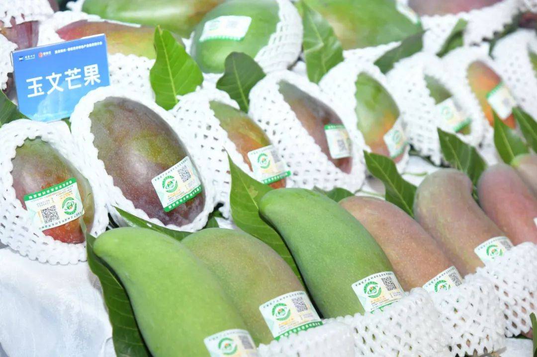 正值攀枝花芒果成熟上市期各品种芒果,新品石榴,其他应季水果品鉴现场