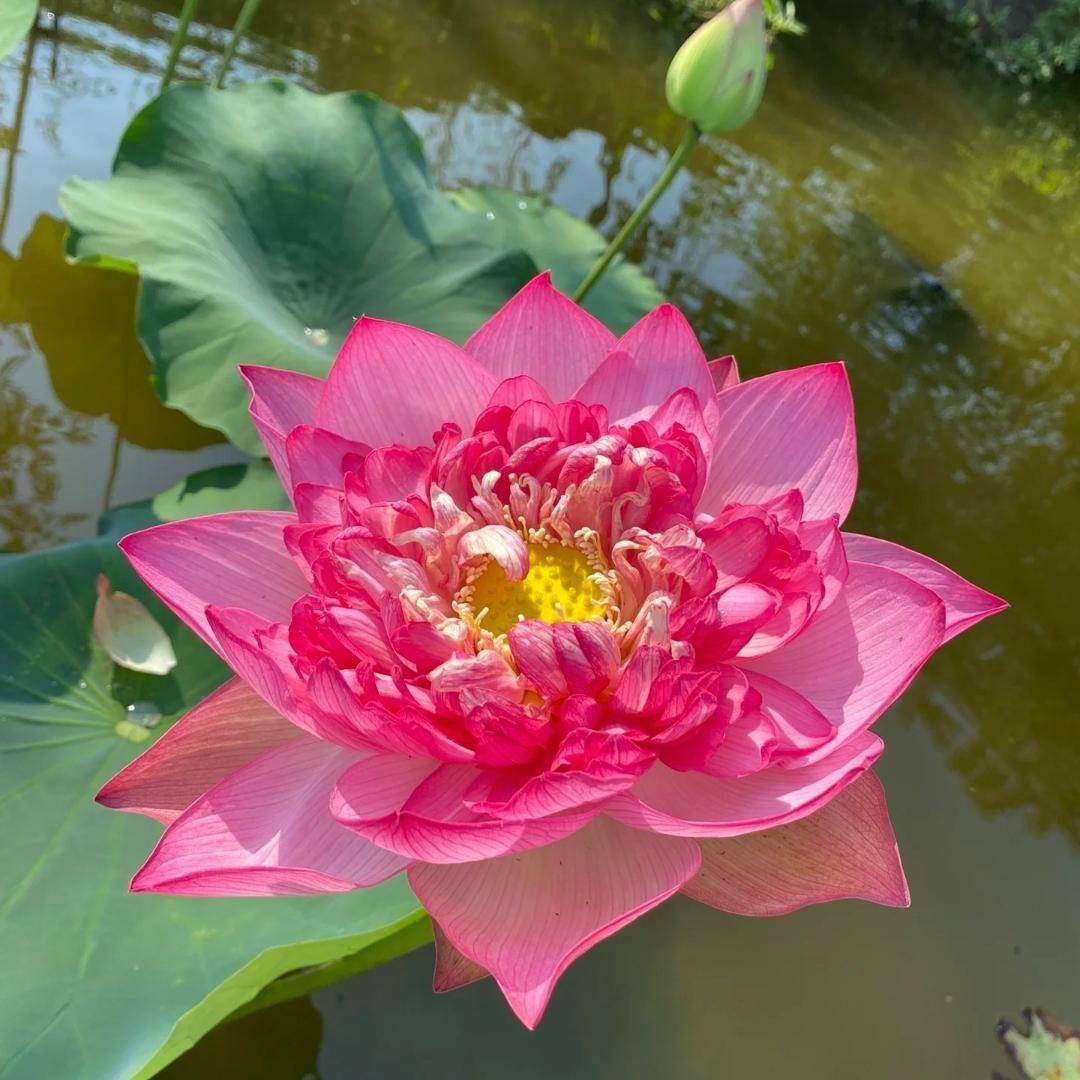 夏天开得最灿烂的10种花