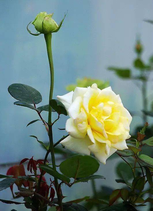 花中皇后——月季清白纯洁,玲珑又高