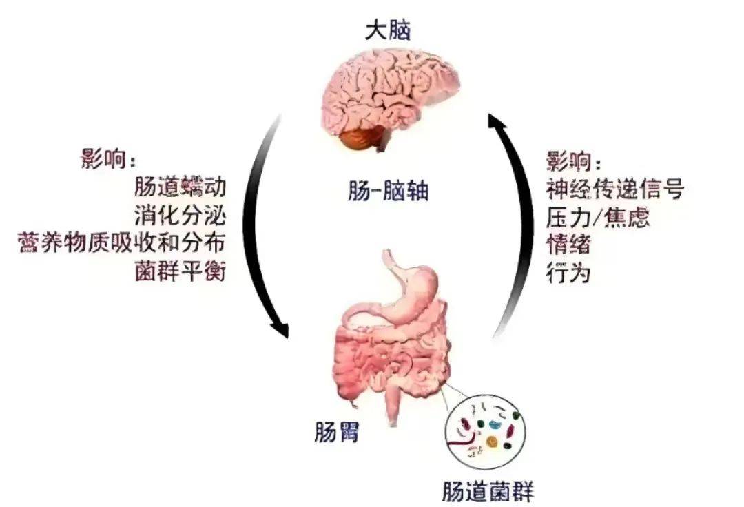 不开心?你的肠道菌群说了算!67