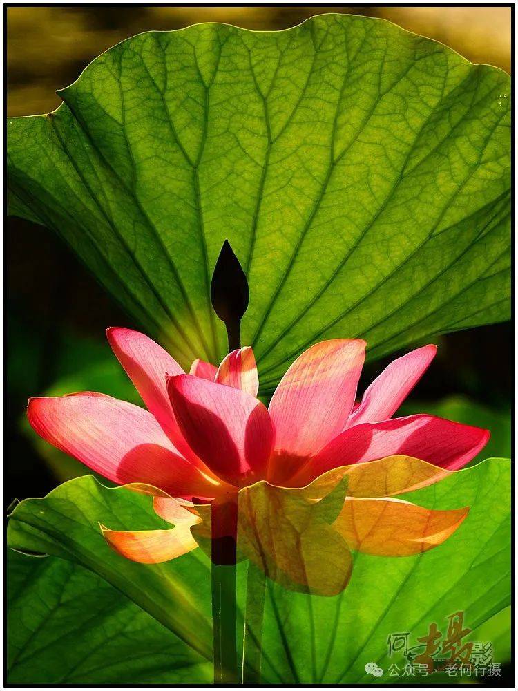 夏日莲莲看:逆光中的莲花_照片_荷花_图集