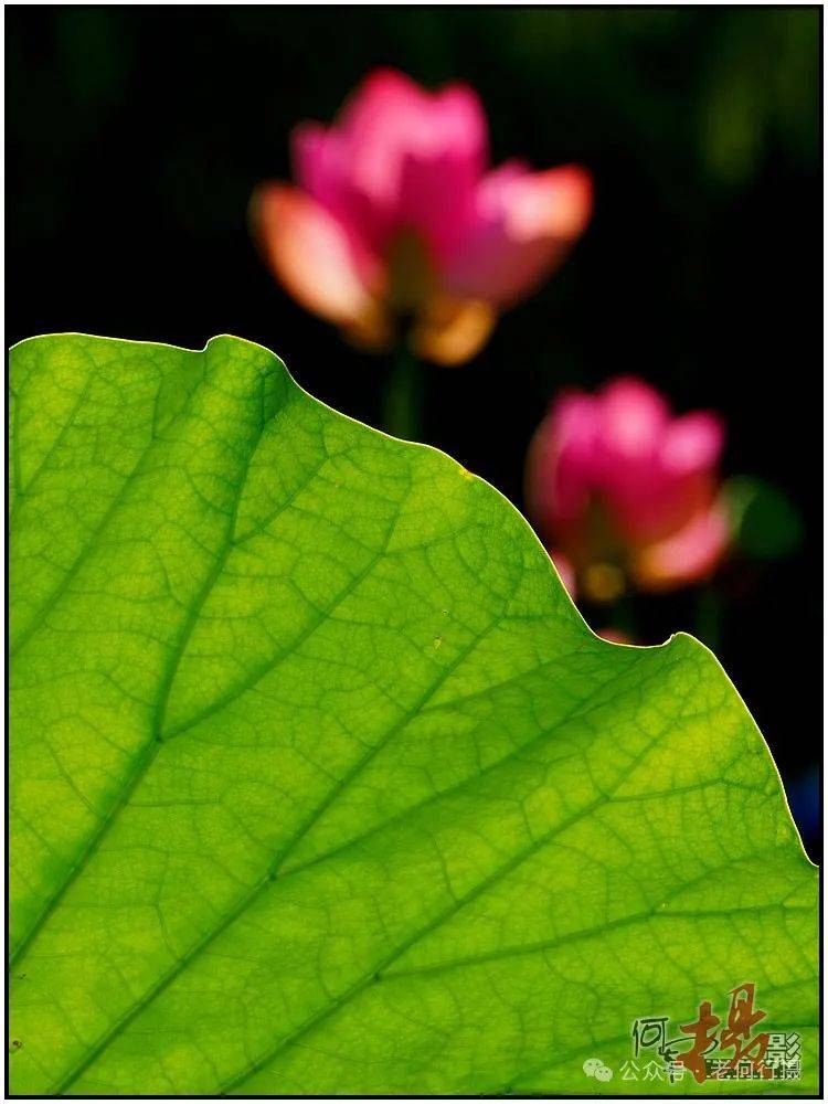 夏日莲莲看:逆光中的莲花_照片_荷花_图集