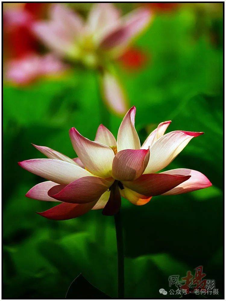 夏日莲莲看:逆光中的莲花_照片_荷花_图集