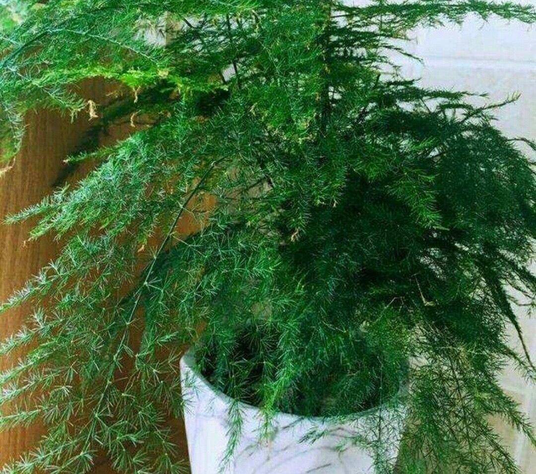 养好文竹,有"两招",笋芽多更翠绿更漂亮长疯了