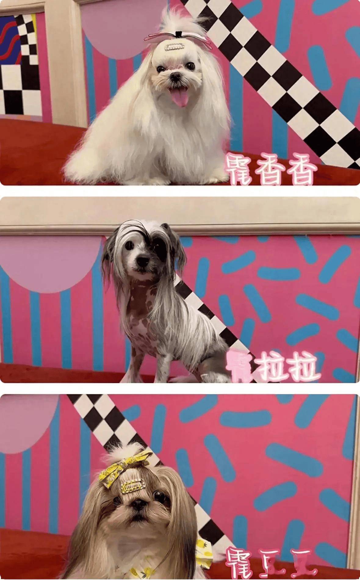 62 条pc狗点子，即刻收藏| 狗、三麗鷗、三丽鸥以及更多, image size:1180x1900