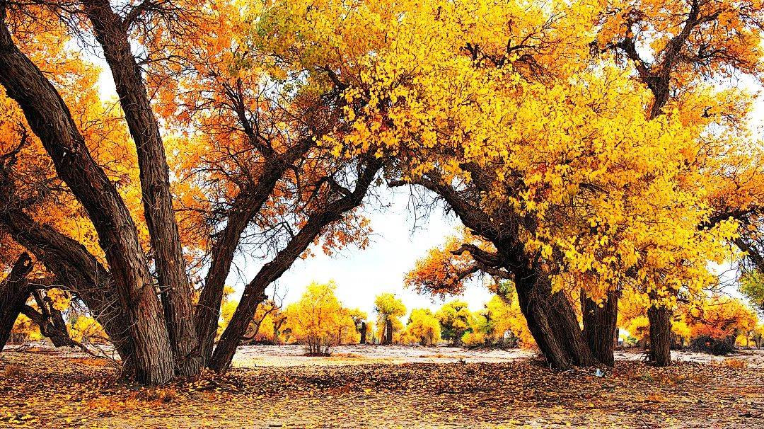 金秋南疆 | 罗布人村寨,塔里木胡杨林,库车老城,喀什古城,盘龙古道