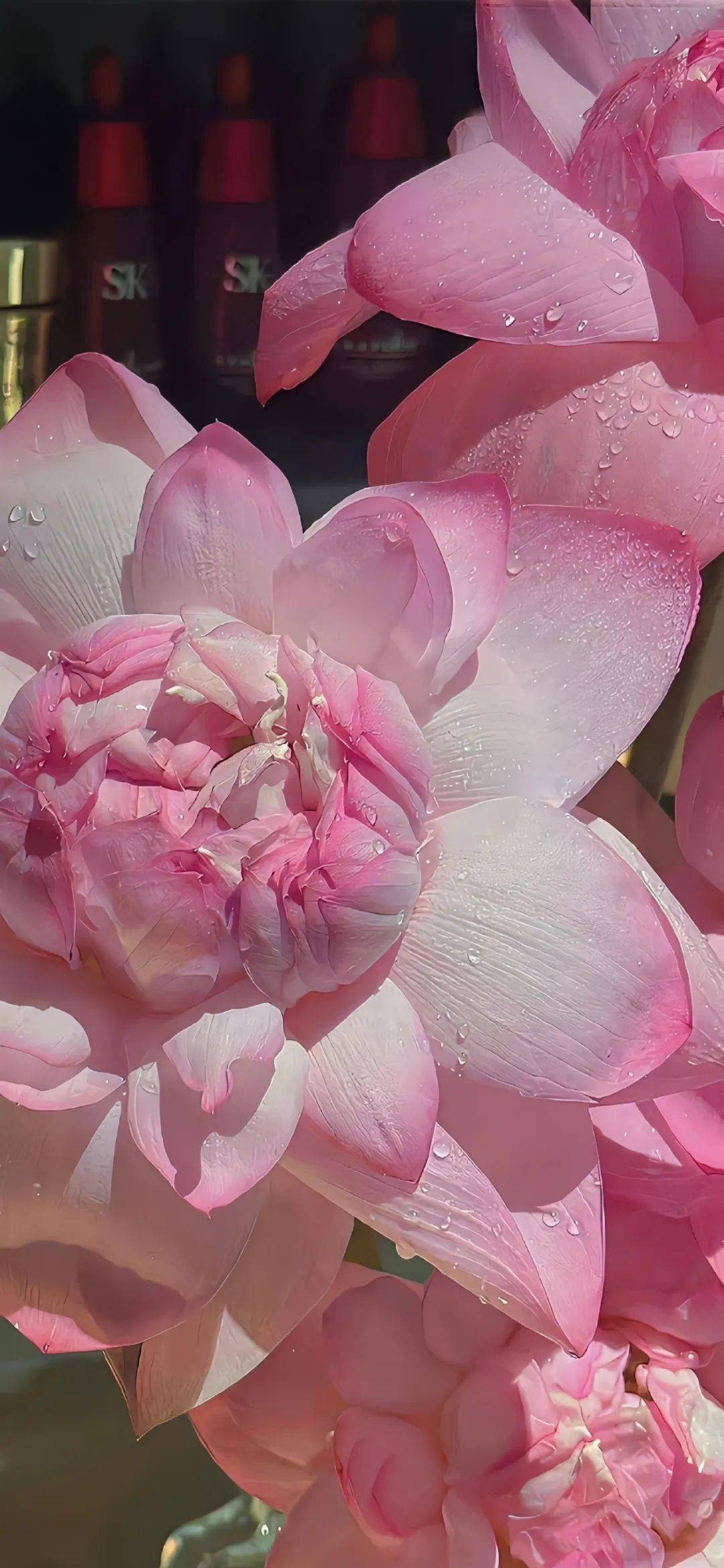 漂亮花花壁纸