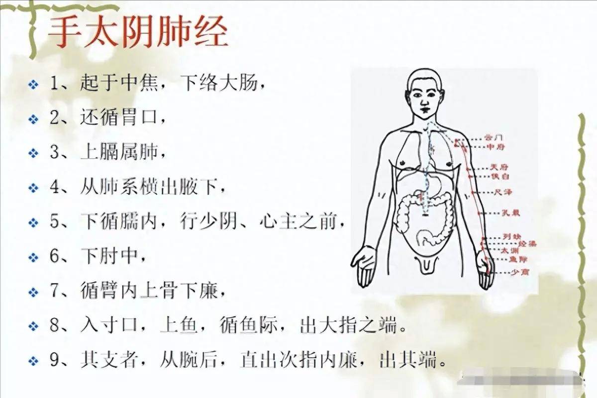 十四经络走向图入门图片