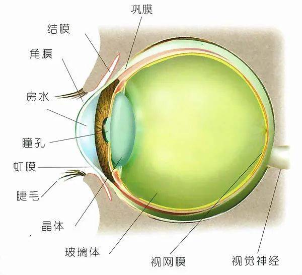 正常人的眼角膜图片图片