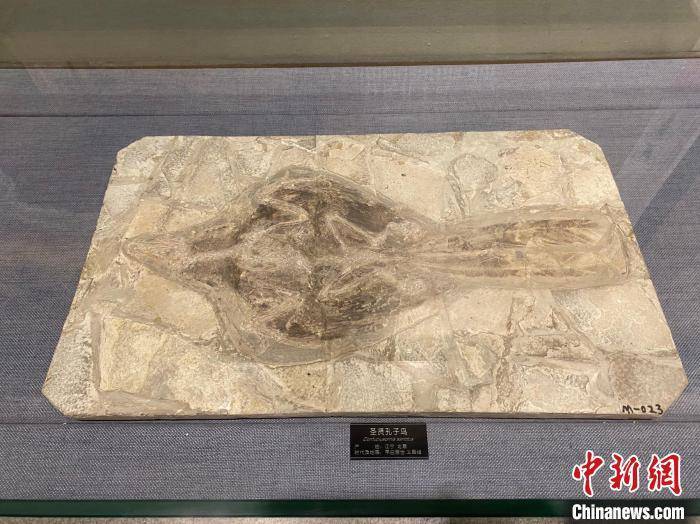 孟令卓 摄此外,馆内陈列的辽宁古果,中华龙鸟化石——为植物进化和