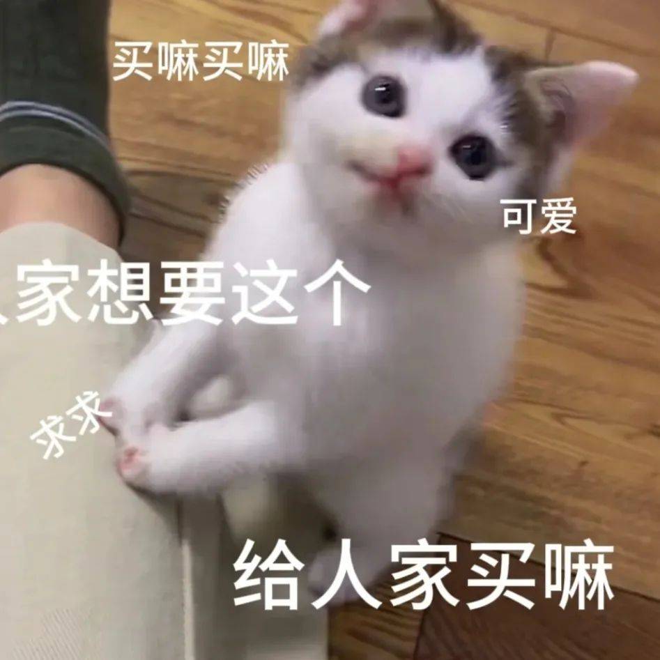 猫猫拳超人表情包图片