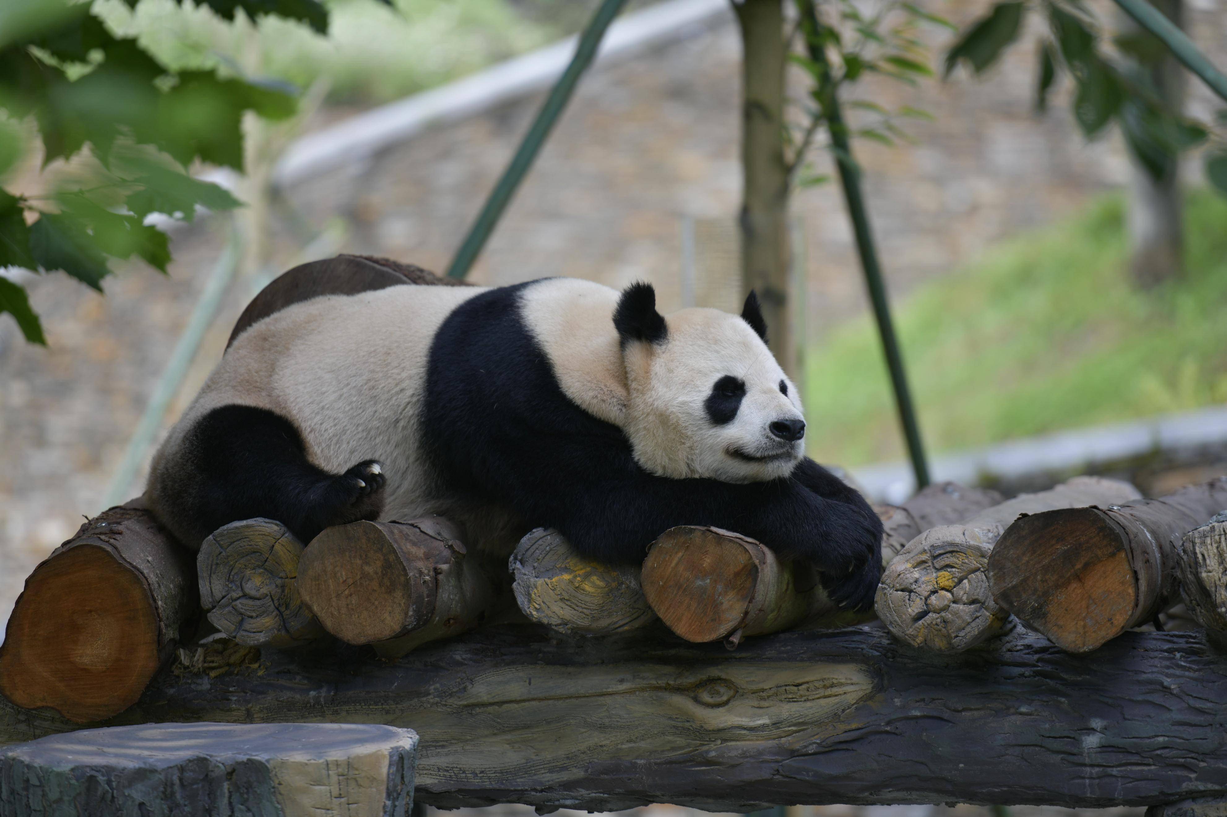 四川卧龙大熊猫苑神树坪基地,实拍"福宝""小奇迹"等大熊猫