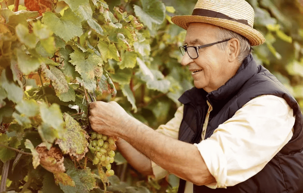 被称为「冰雪皇后」的「德国雷司令半甜白」,饮一口清新凛冽!