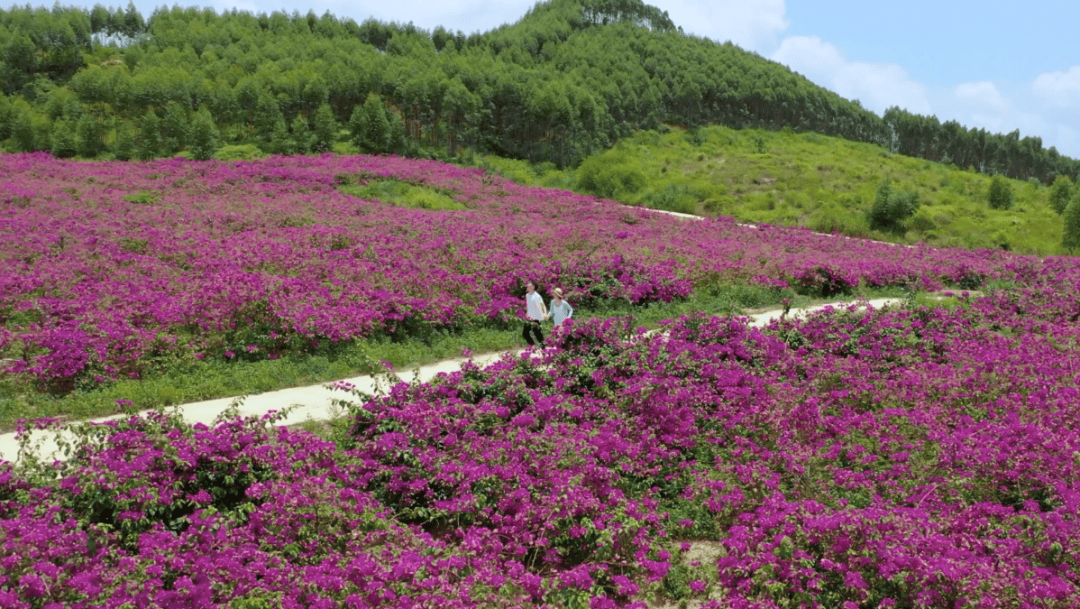 景点推荐:上林福人湖生态旅游区是国家3a级景区,以创建三角梅花卉苗木