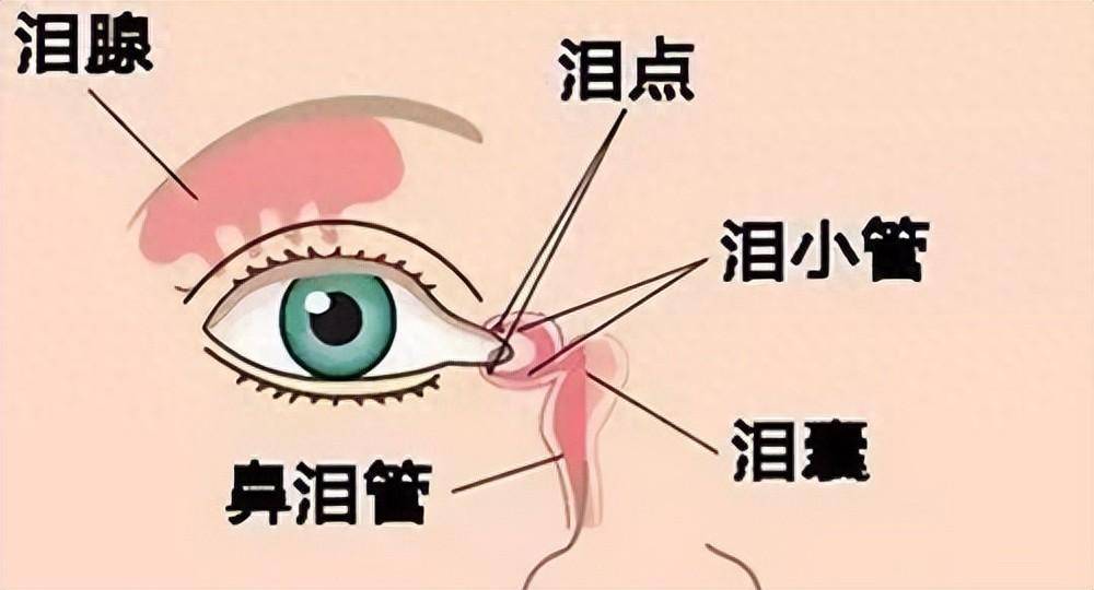 泪小管红肿图片