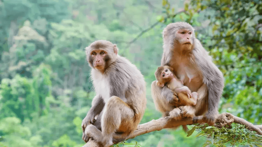 森林经营管护片区的森林里在现实版的"花果山"快和小编一起来看看吧!