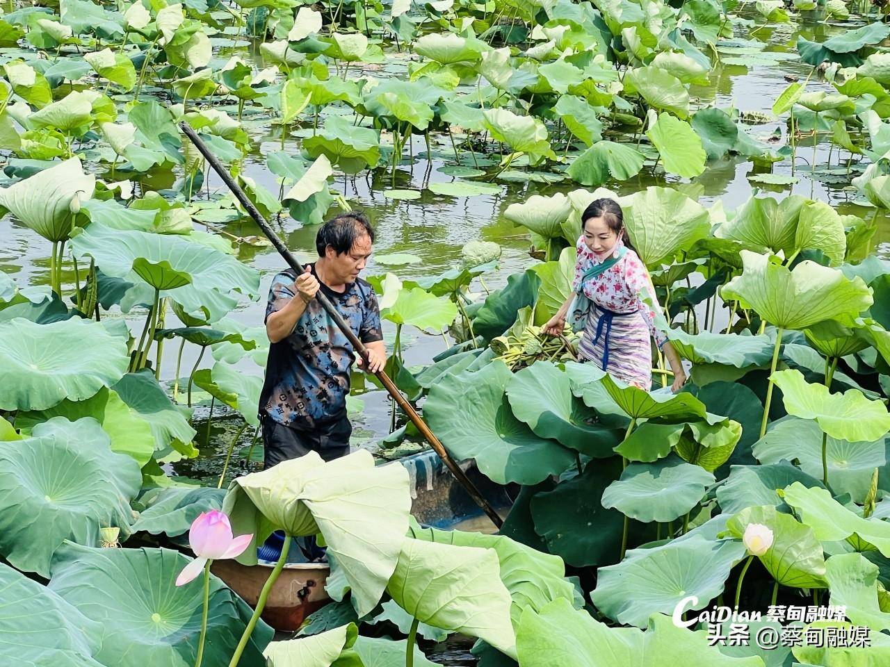 蔡甸：闲置地蝶变“聚宝盆” 莲藕“链”起致富路