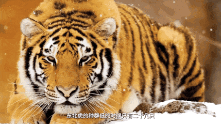 开讲了 科学课 | 重塑东北虎豹"原生家园" 读懂中国生态观
