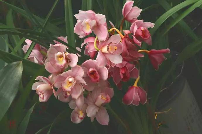 【国画素材】幽兰之花