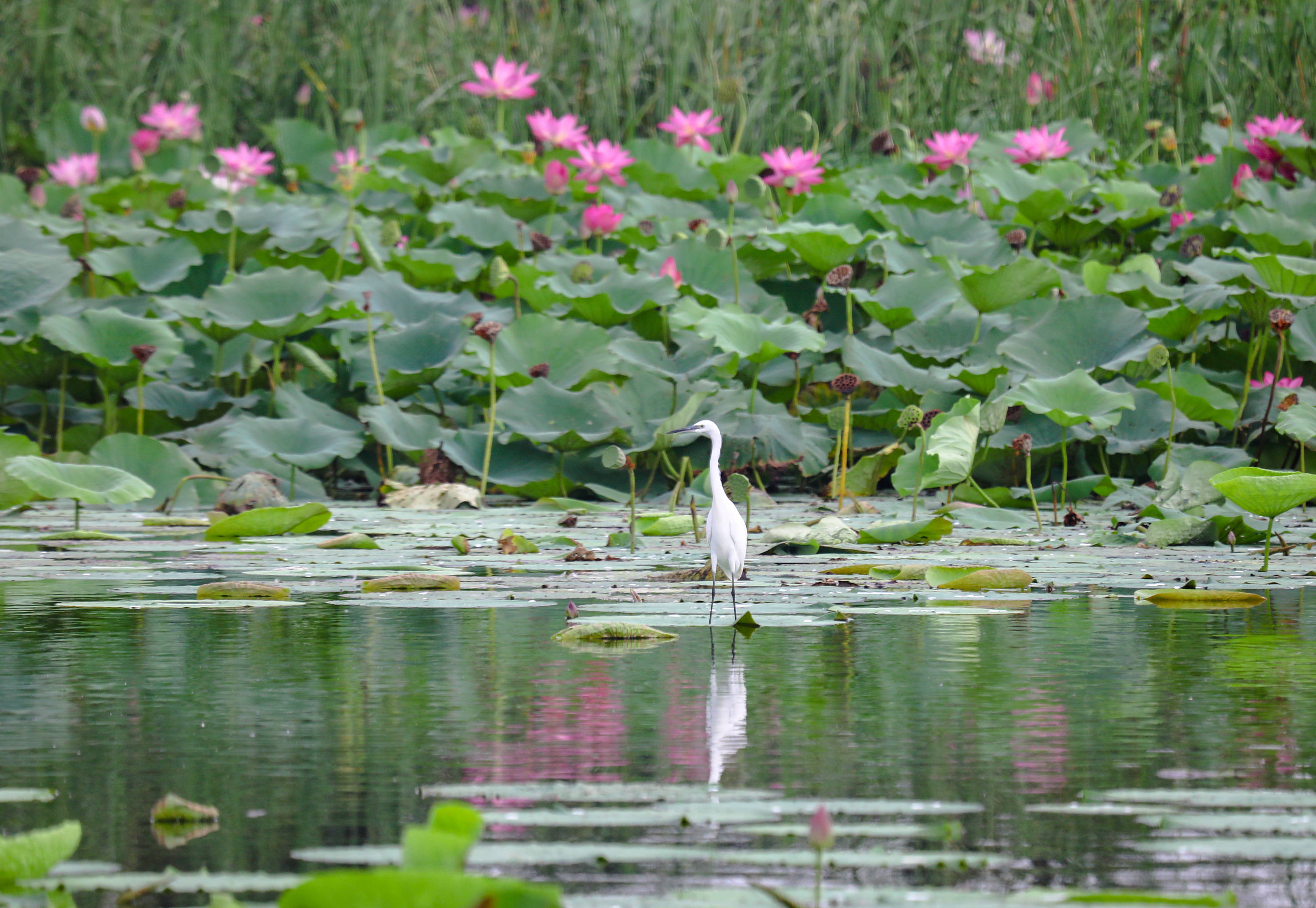 河北衡水湖:万余"鸟宝宝"春夏繁殖季出生
