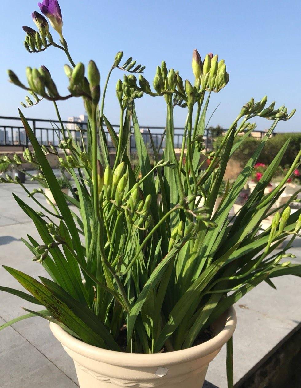 九月十月,可以栽种"香雪兰"了,注意这几点,花开满枝头