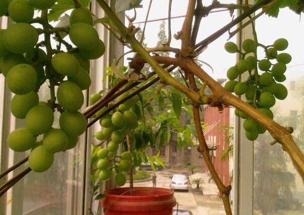家庭怎么种盆栽葡萄?注意"4点",果子结的超多,一串串挂满了