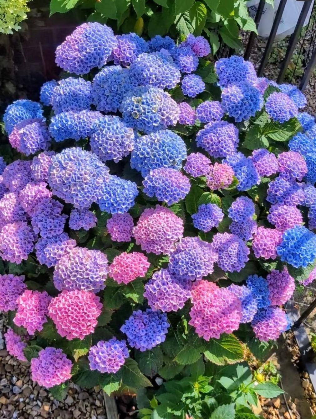 浙江一位博士养的花,"七彩梦幻色"绝了,一眼惊艳_绣球_品种_开花