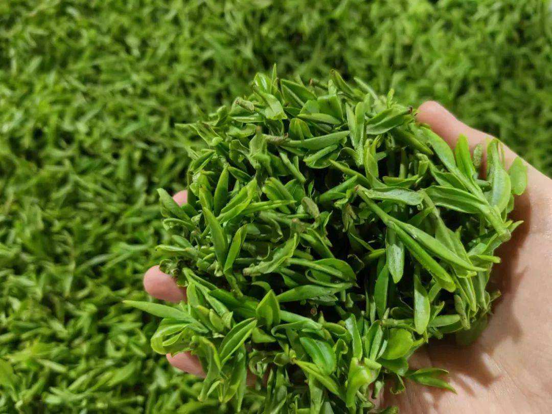 金海砖堤茶叶的独特魅力