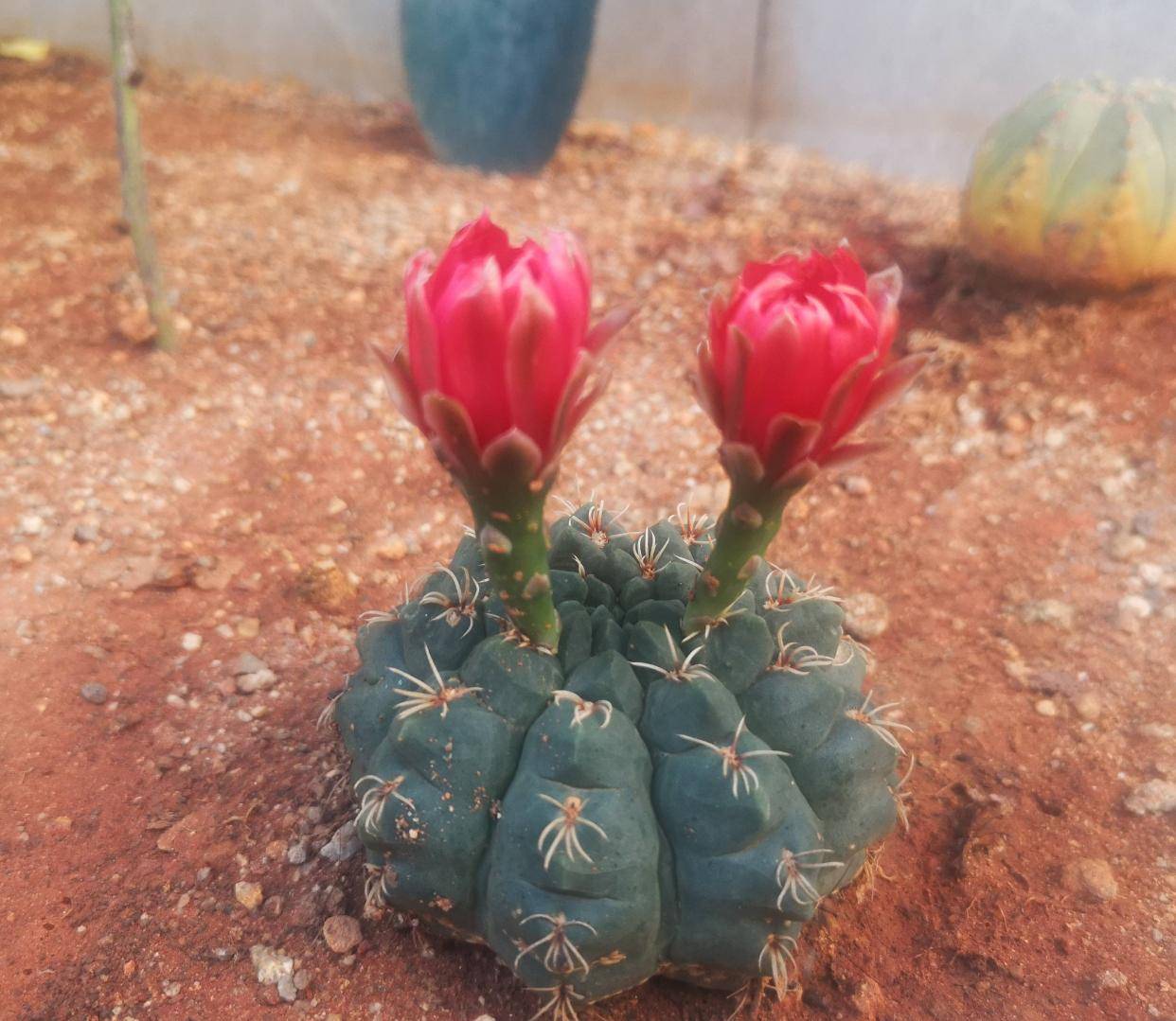 养仙人球就养一棵"绯花玉",花瓣大,很美很好养,不止开一茬