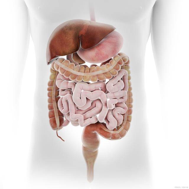 人的肠子一共有多少米长?——揭秘身体中的迷宫管道