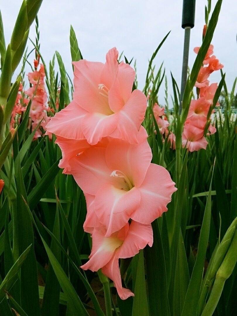 剑兰怎么养?做好3步,花色更艳,花期更长花更多,阳台院子更美