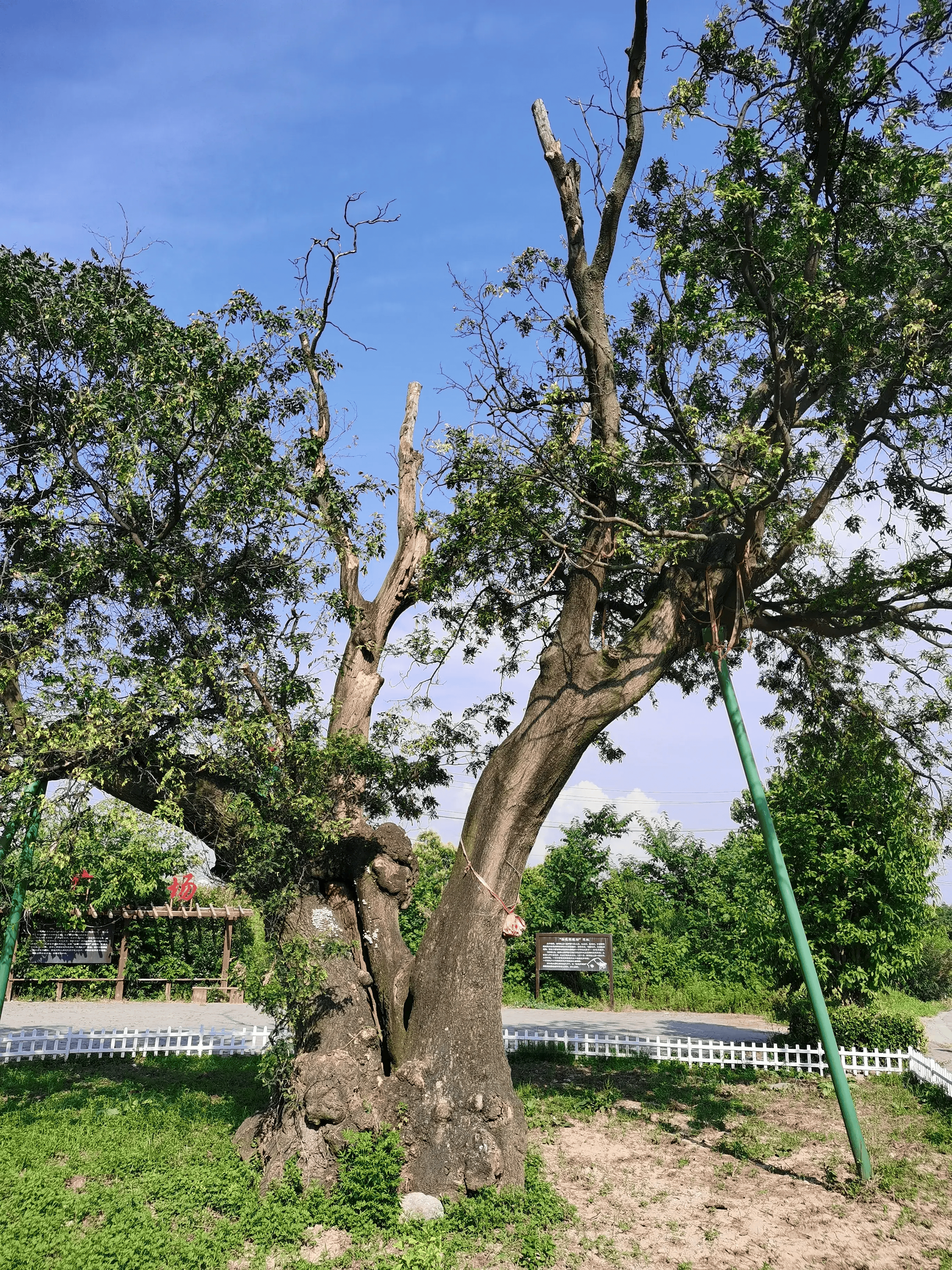 渭南龙尾坡千年古树, 长势前后对比:边光秃半边繁