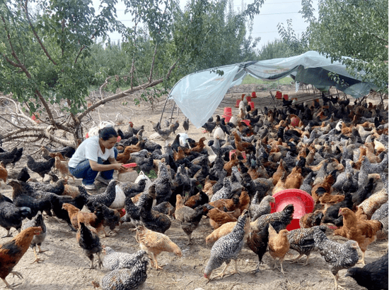 英吉沙县城关乡:抓住"鸡"遇发展特色养殖_吴冠彤_古丽·麦麦提_土鸡