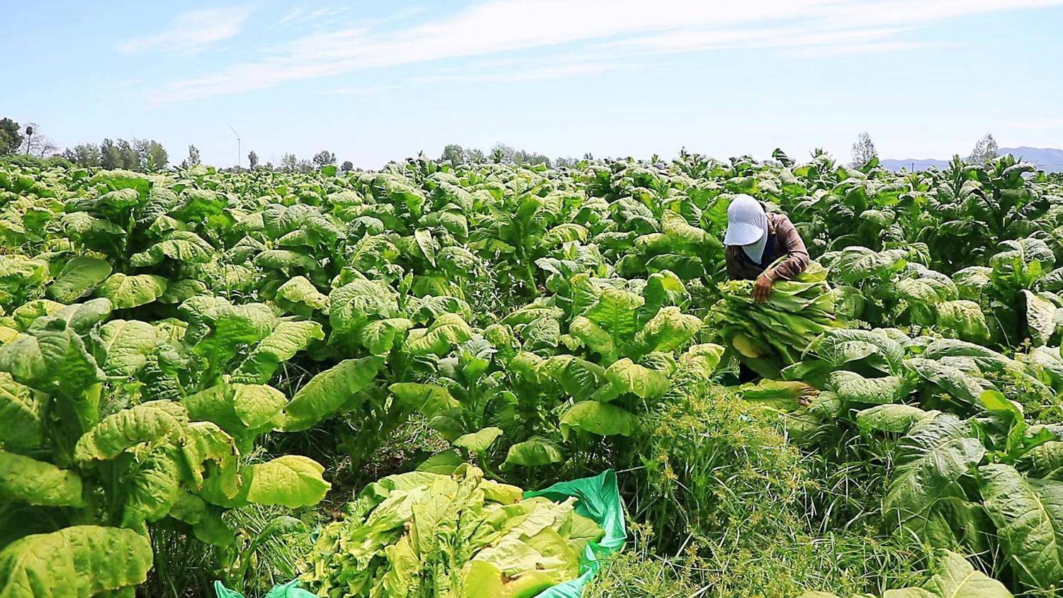 叶县19800余亩烟叶喜丰收_产业_种植_的发展