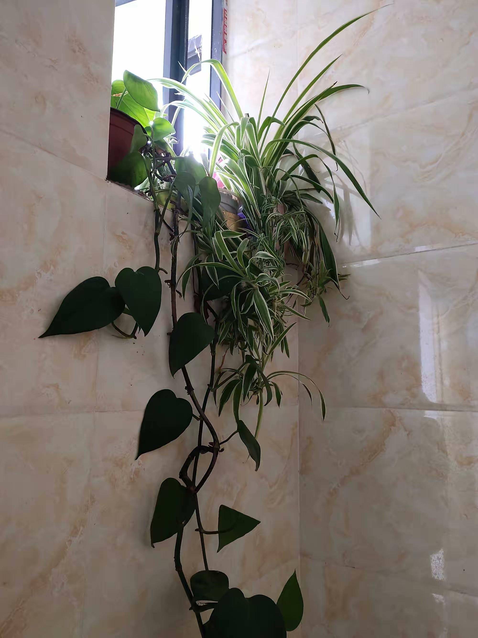 卫生间可养"6种花",耐阴好养,吸收水分杀毒灭菌,干净清爽
