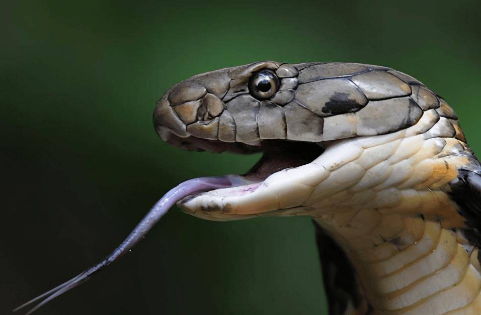 云南眼镜王蛇在学校附近产50枚蛋,被捉时护着蛇蛋不肯走!