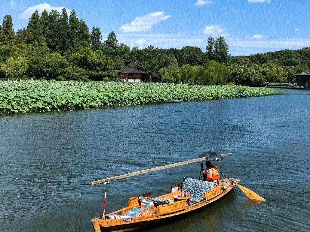 晚潮｜杭城栾花四品之点靓西湖十里秋_搜狐网
